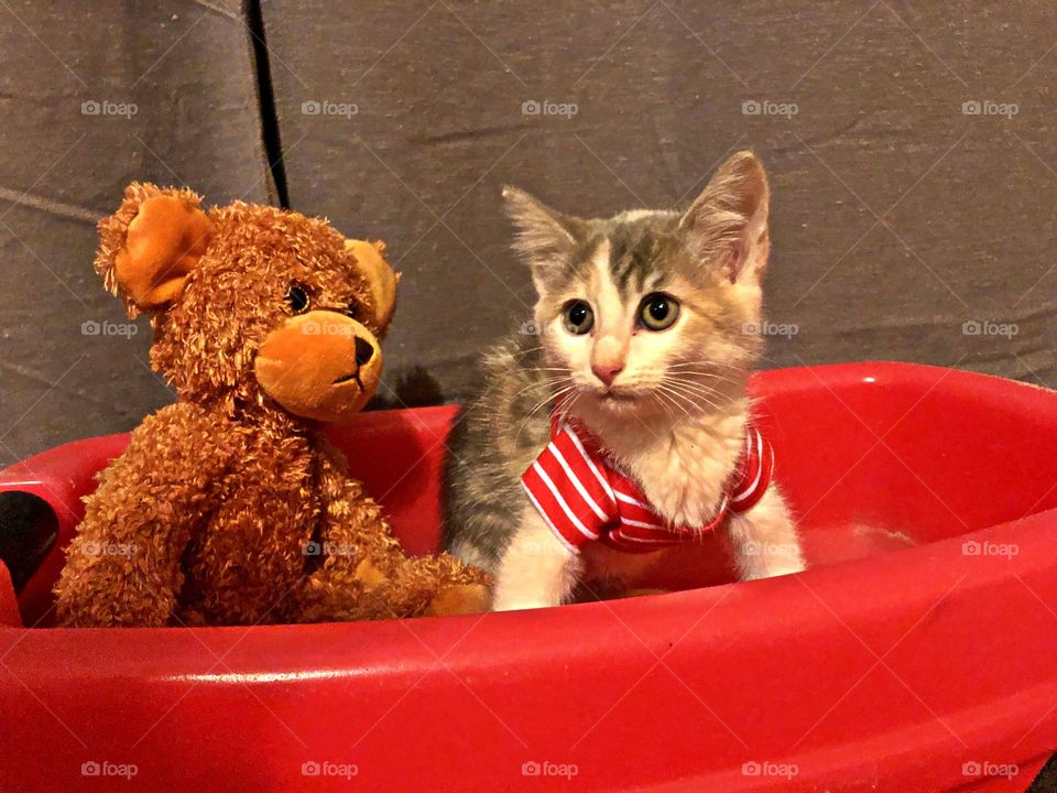 Kitten in striped shirt