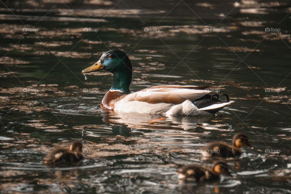 Duck wandering the pond.