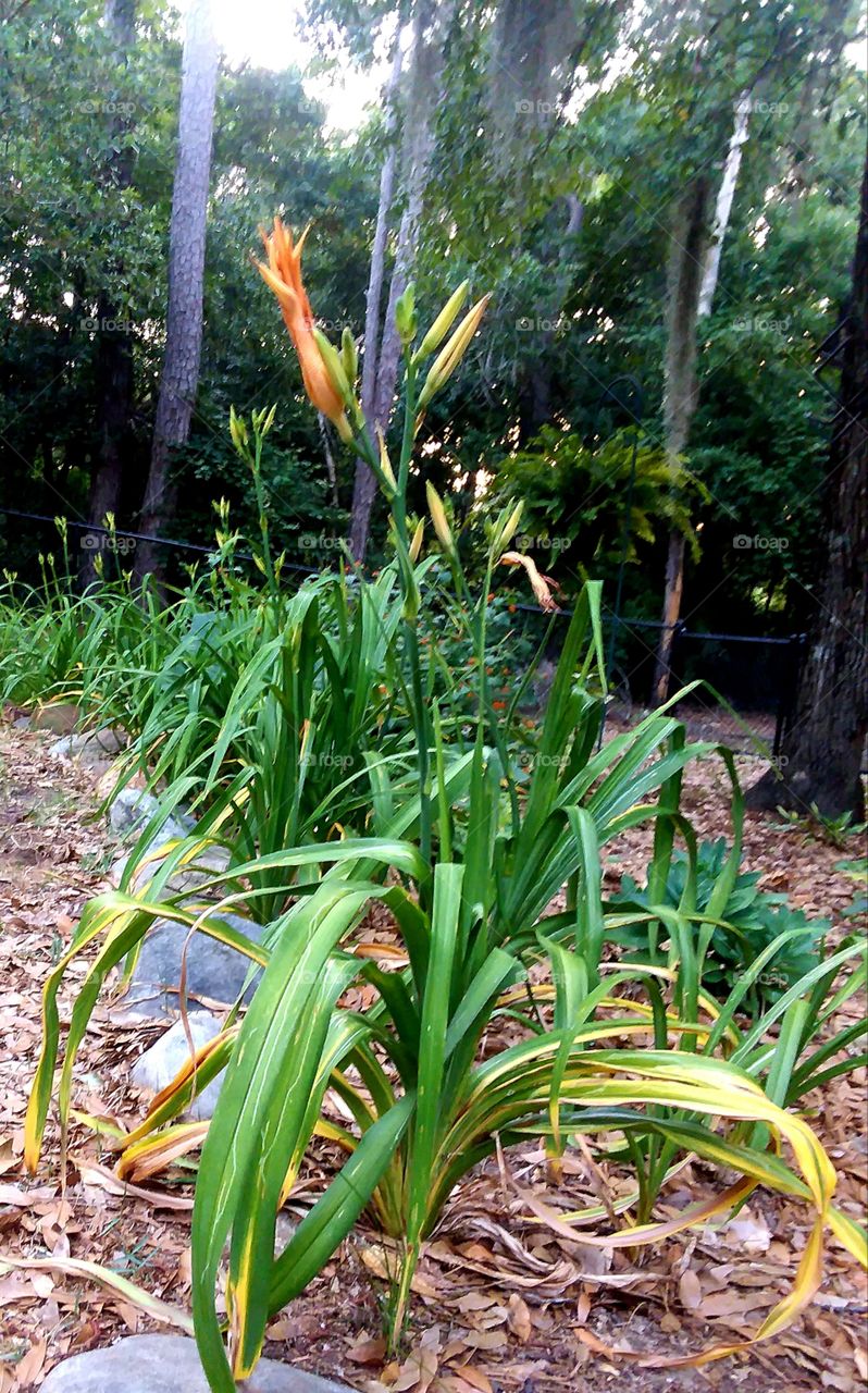 Daylilies ready to bloom