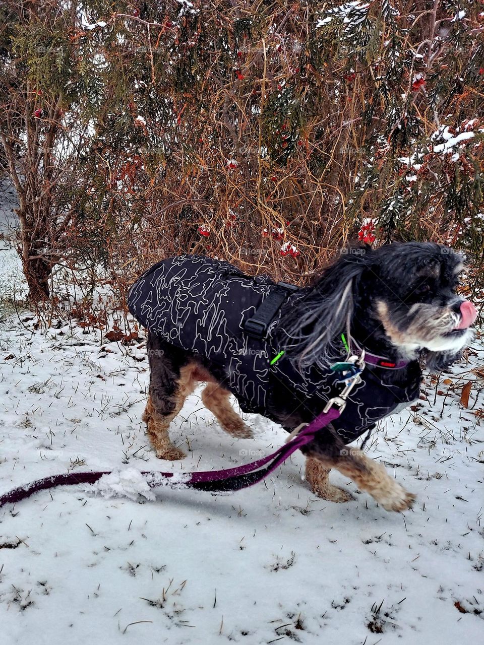 Dog in Winter