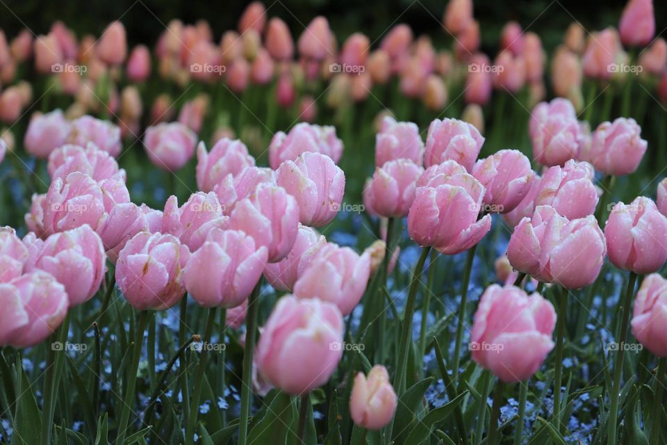 Tulips 