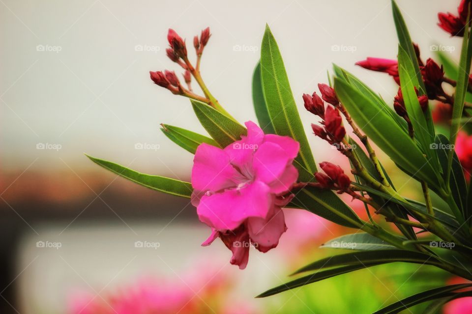 love capturing snaps of beautiful flowers...