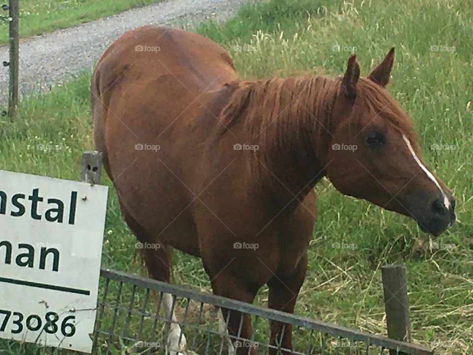 Horse in the pasture 