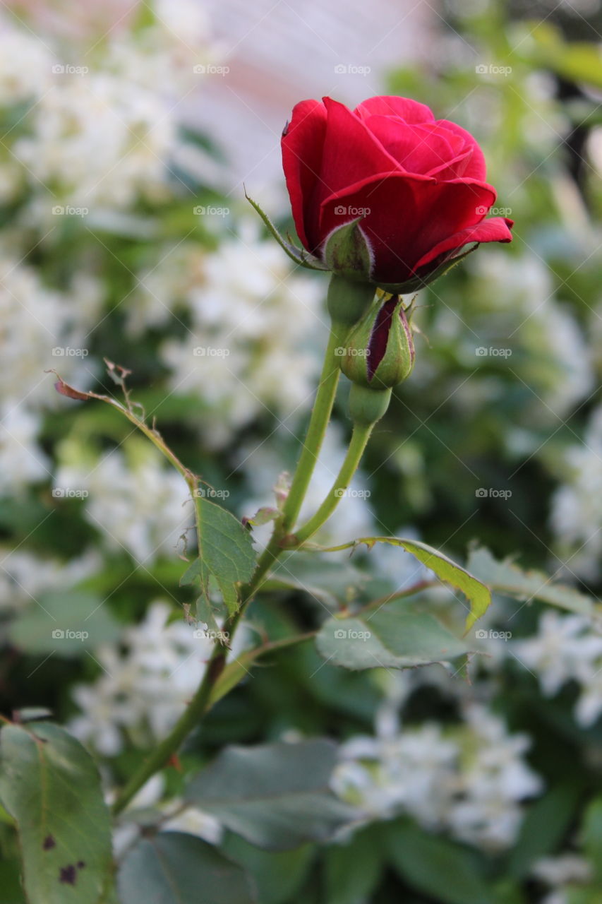 rose in bloom