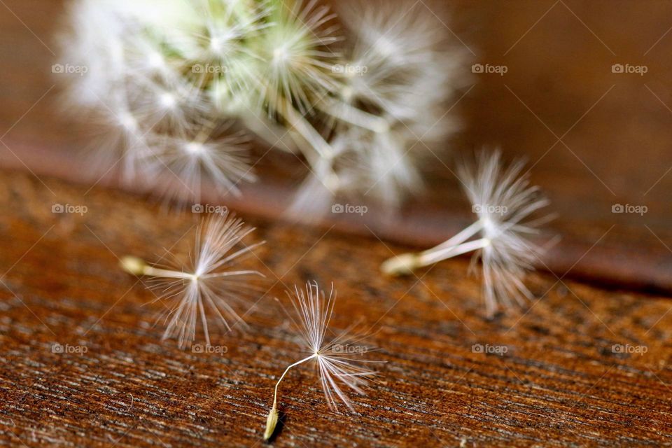 dandelion pieces