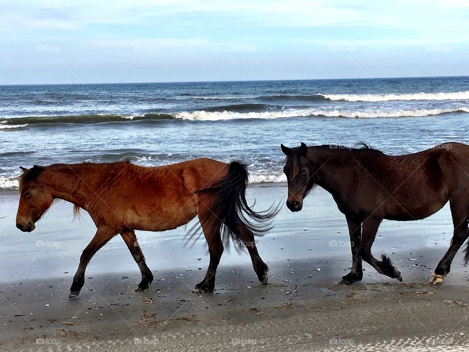 Corolla Beach NC wild horses 
