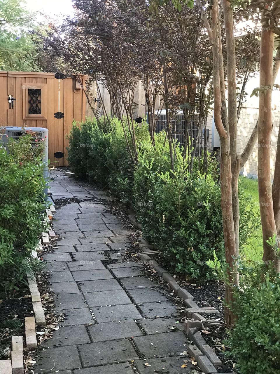 My water efficient Texas yard