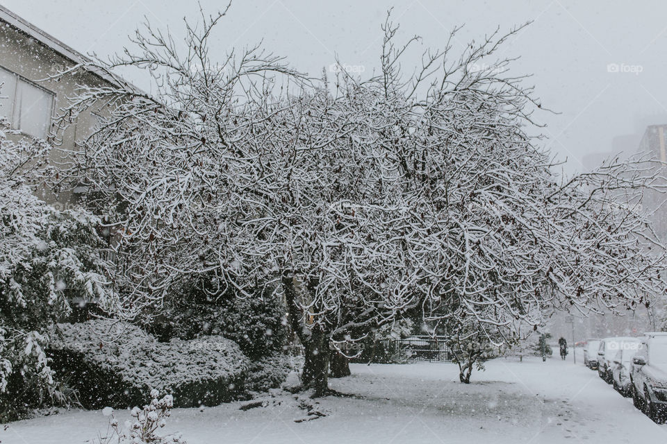 Frozen tree