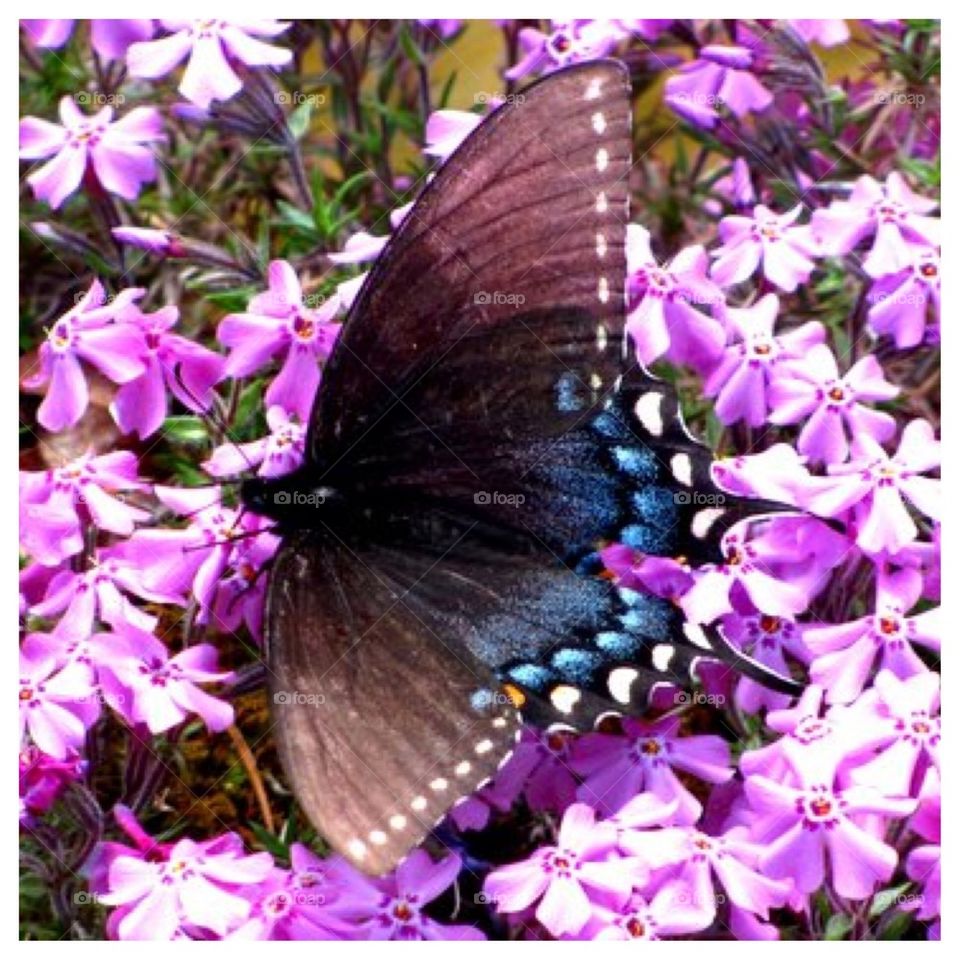 Black Swallowtail on Pink Phlox