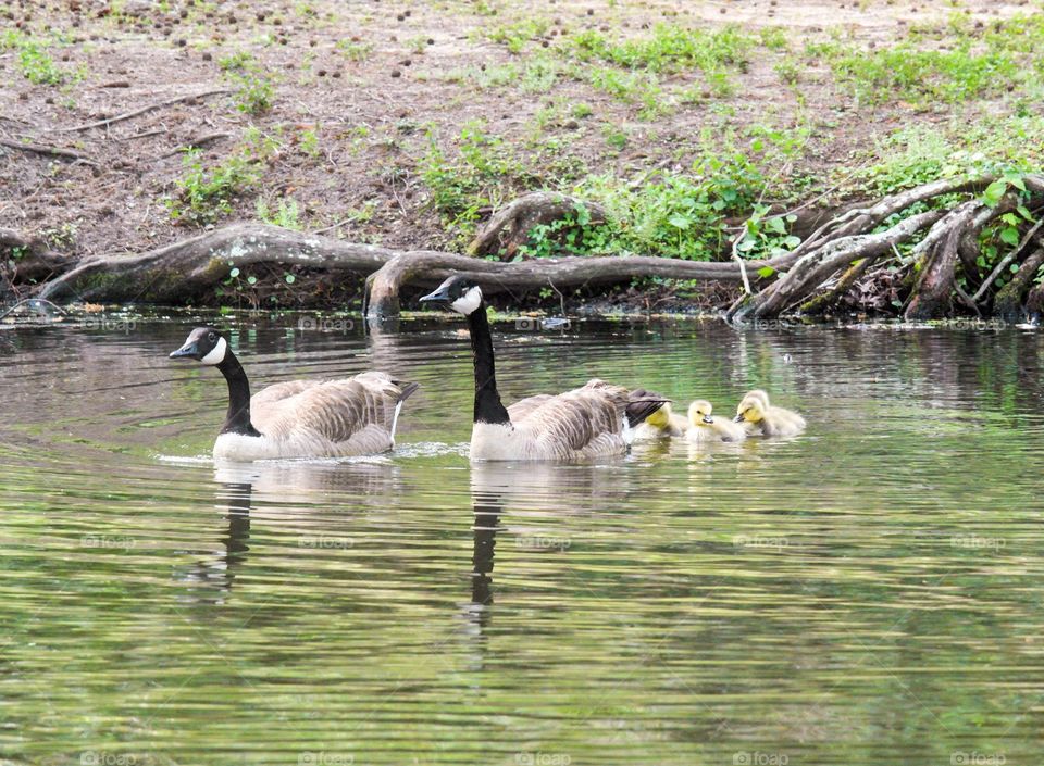 Geese in a pond Fairhope Alabama 