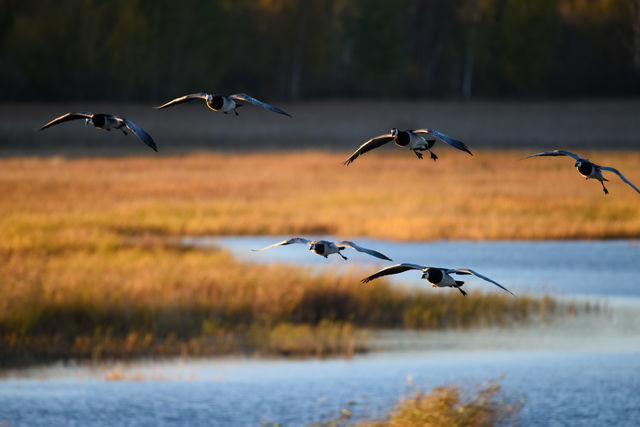 Flock of Canada goose landing in the water on October evening in Espoo, Finland