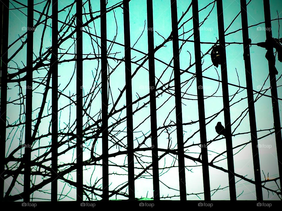 silhouette of  bird on branch outside a window with burglar bars