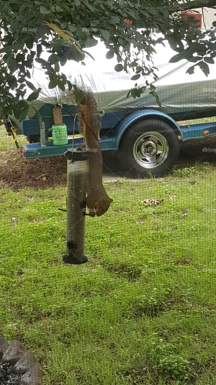 squirrel eating bird feed