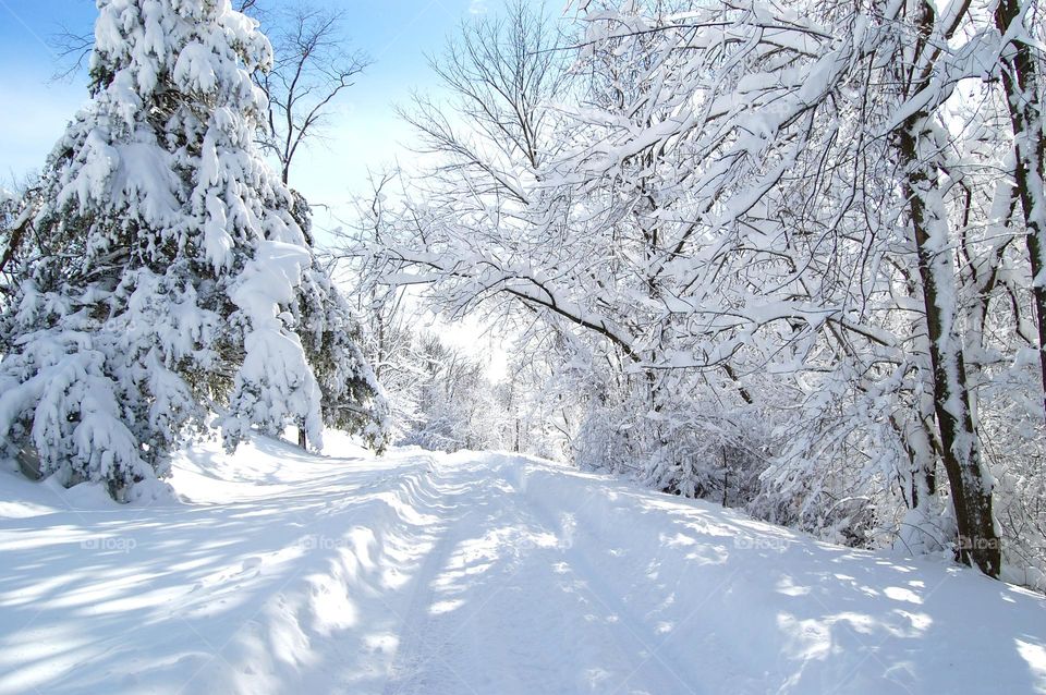 Snow covered road and trees