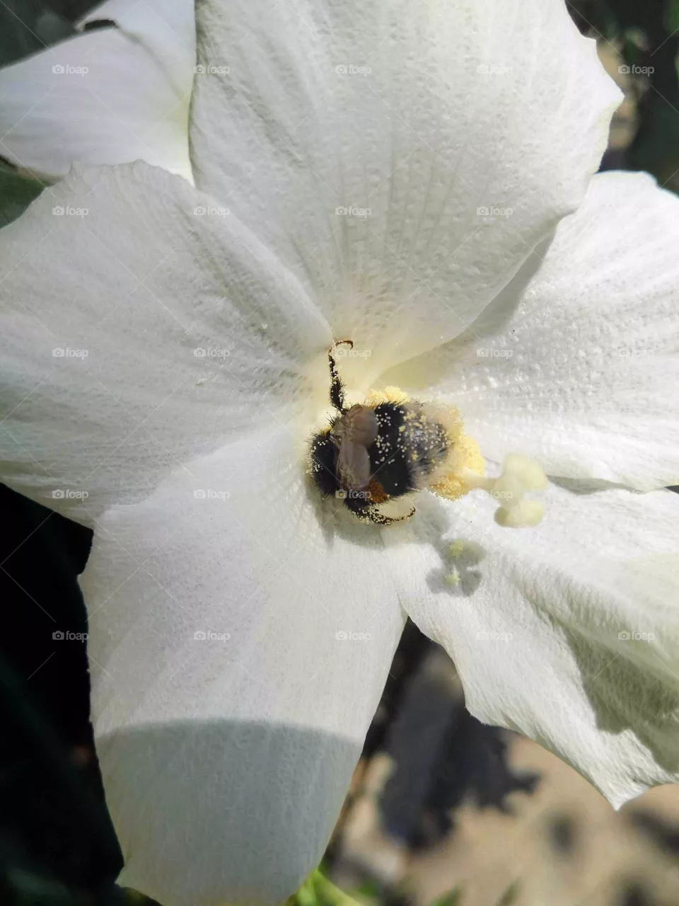 Bee and the flower