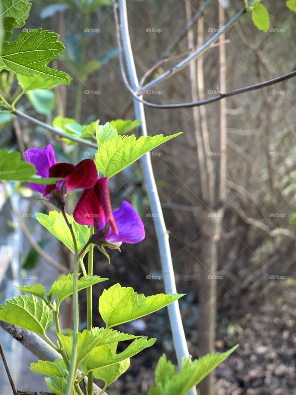 Spring unlocks the flowers to paint the laughing soil.