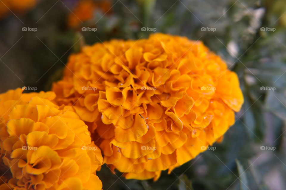 Marigold flower