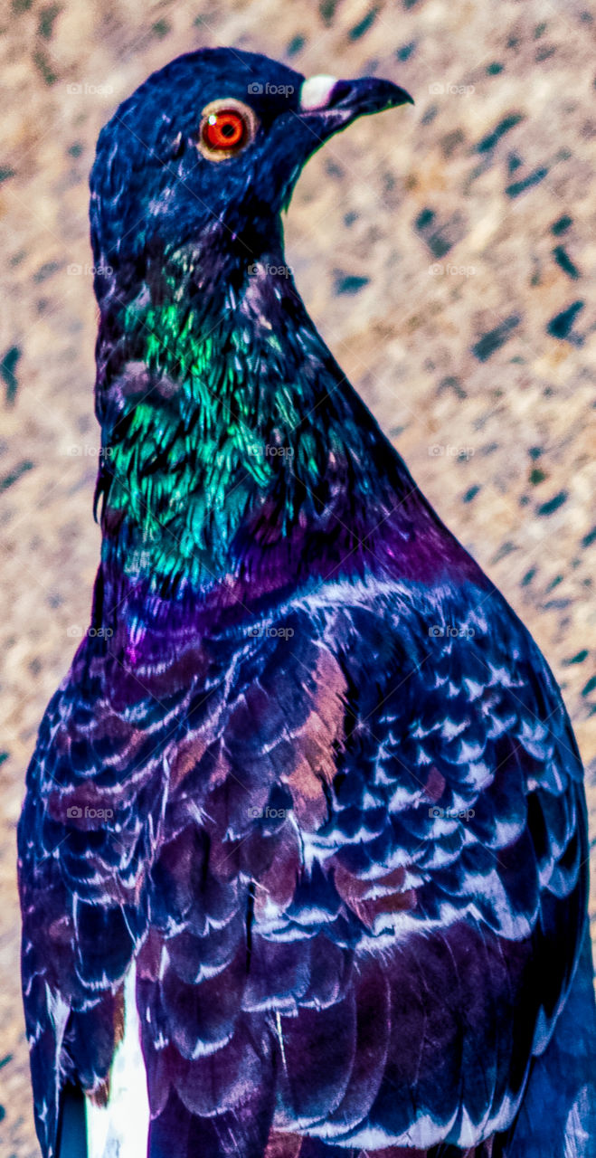 Pigeon head