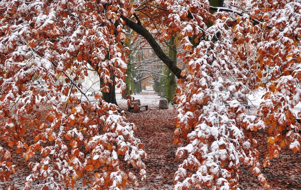 Season, Tree, Fall, Nature, Leaf