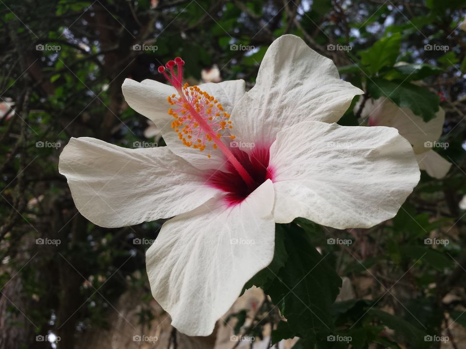 white hibiscus