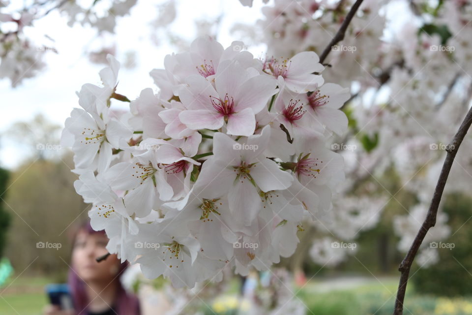 Cherry blossoms 