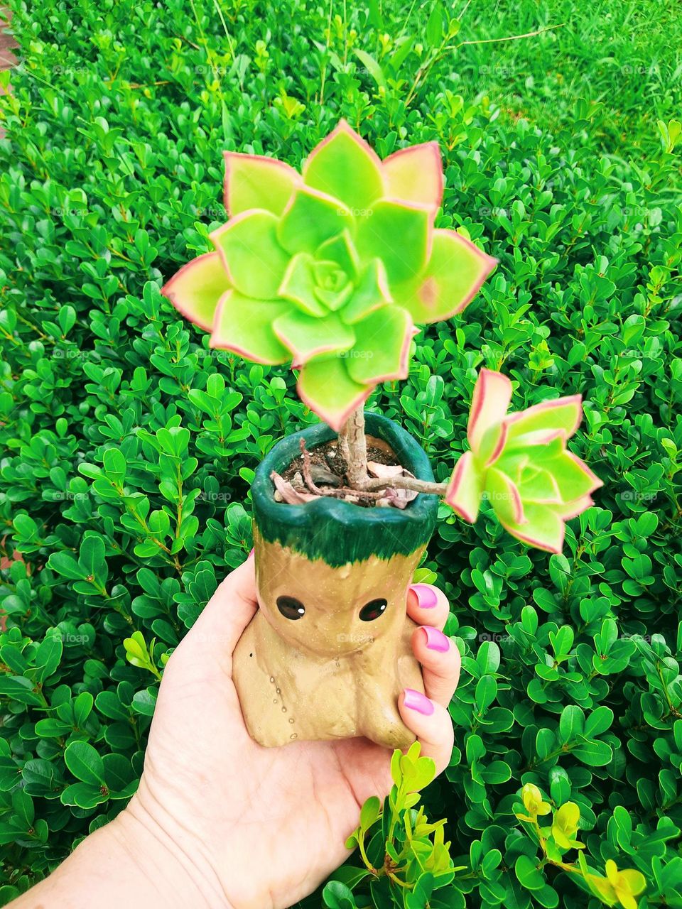 Baby Groot pot with succulent