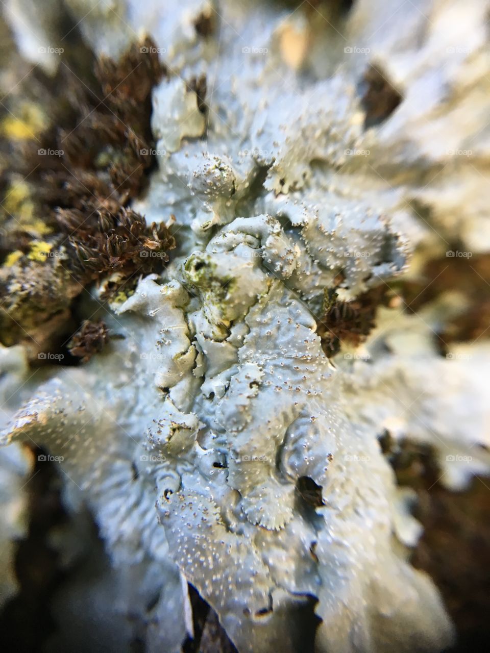 Tree lichen up close 