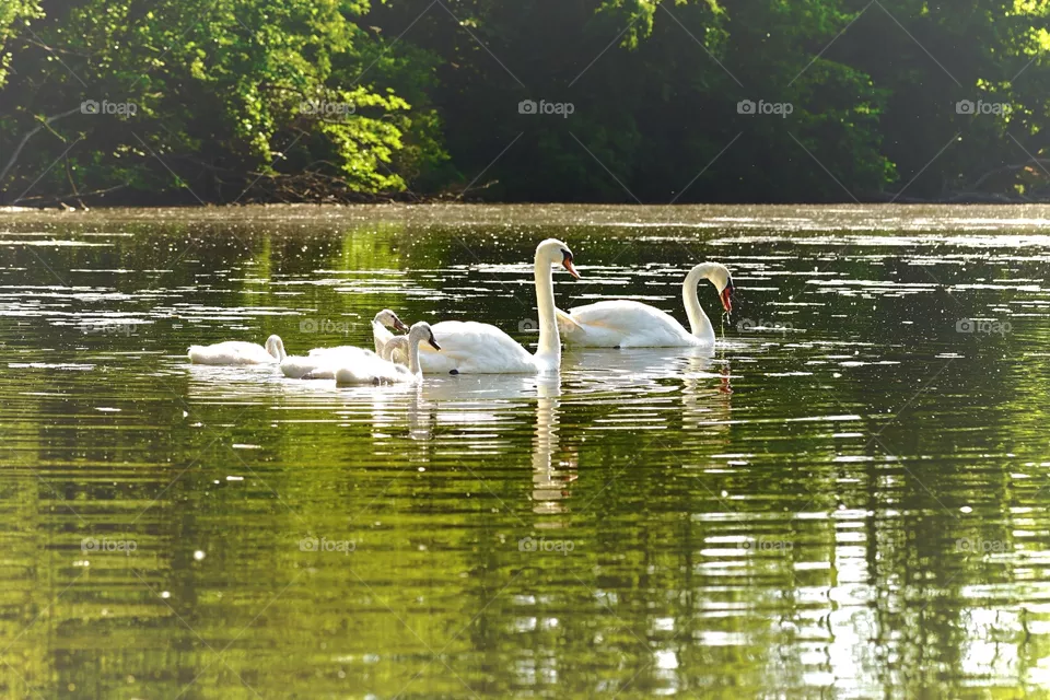 swan