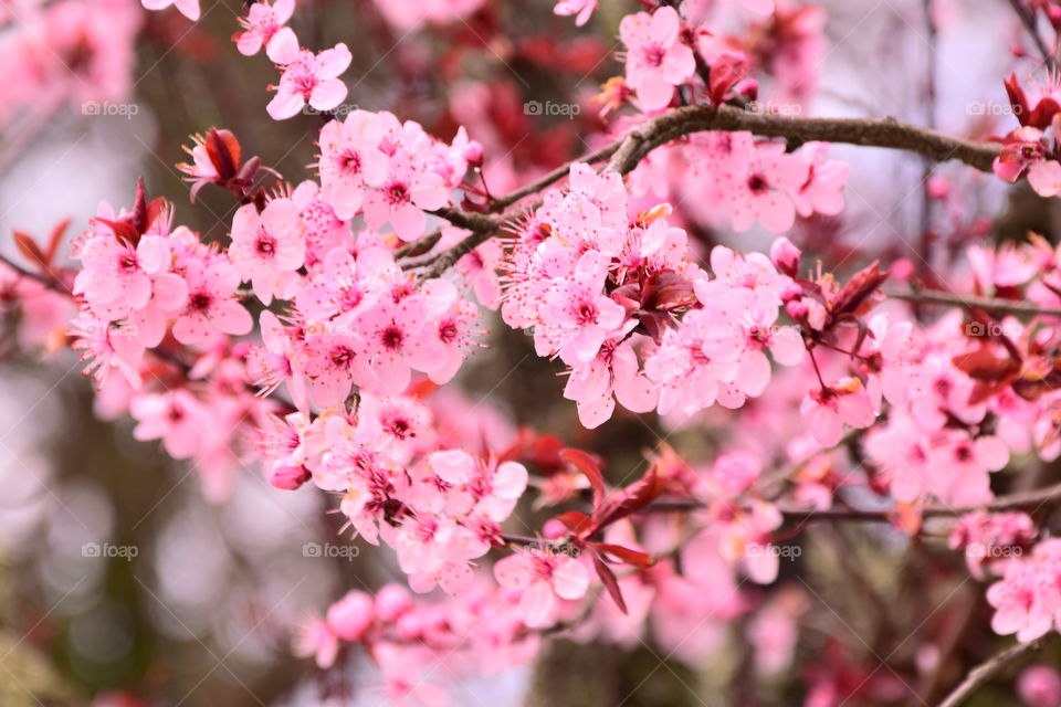 Cherry blossom