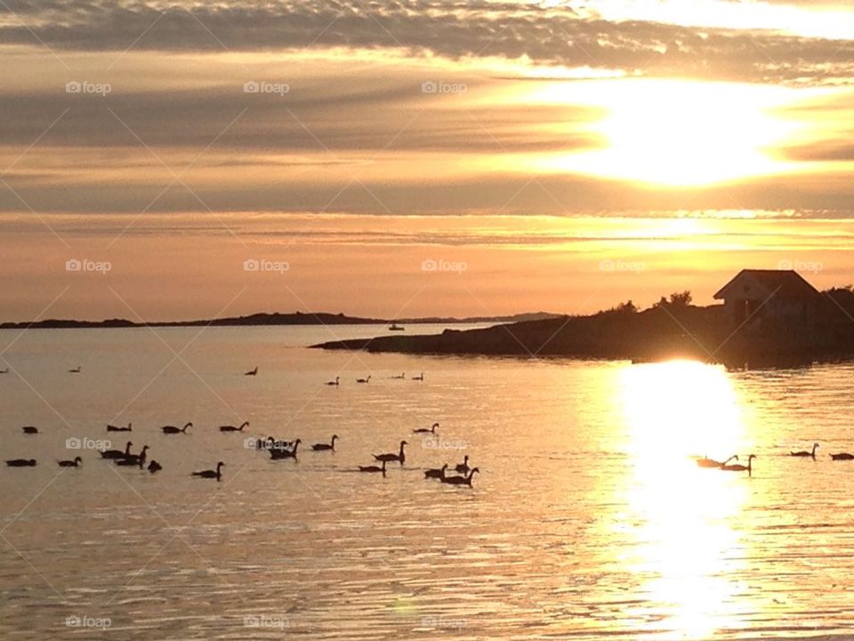 sunset sweden peace ducks by anetteaventyr