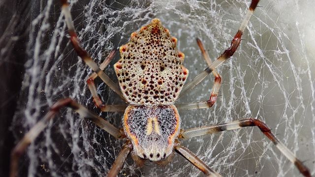 The spider with a terrifying round holes patterns