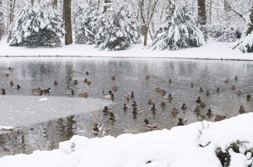 snow winter pond lake by lexlebeur