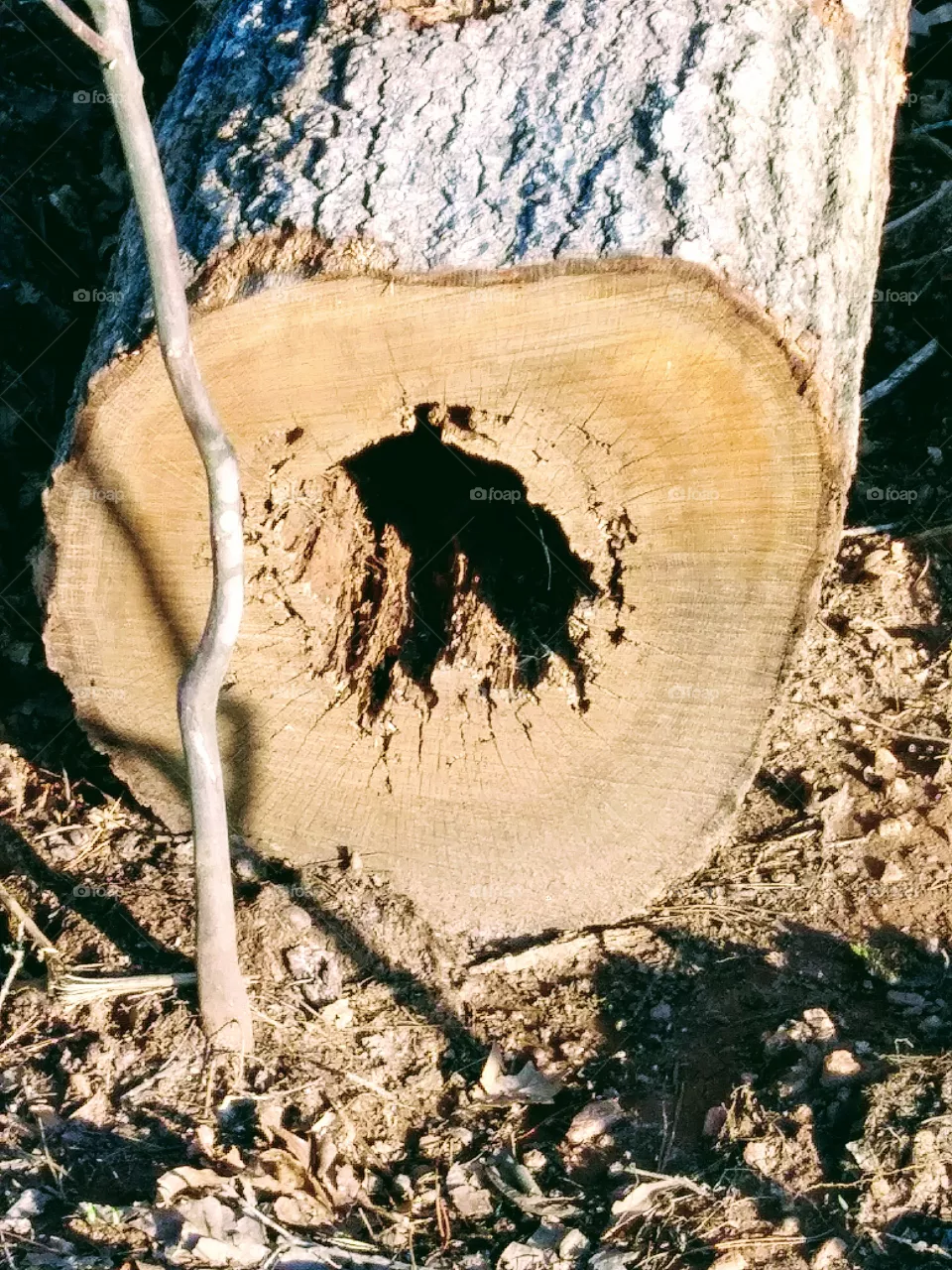lumber