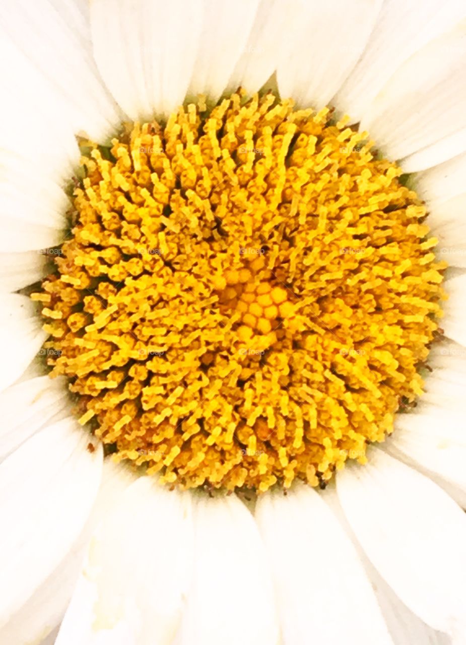 Close up to a daisy