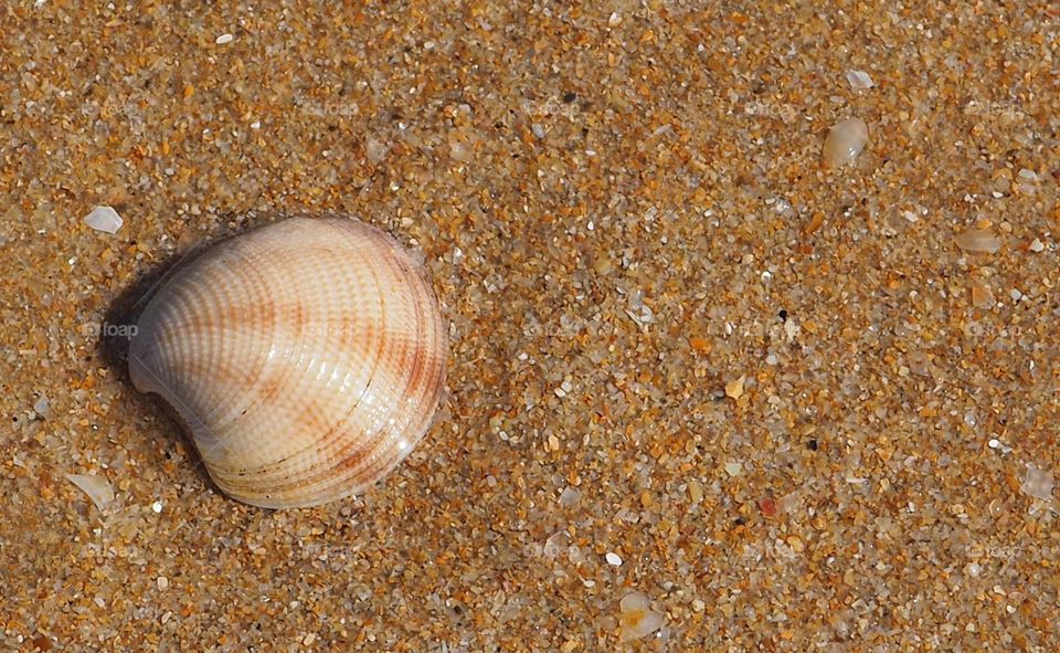 shell on the sand