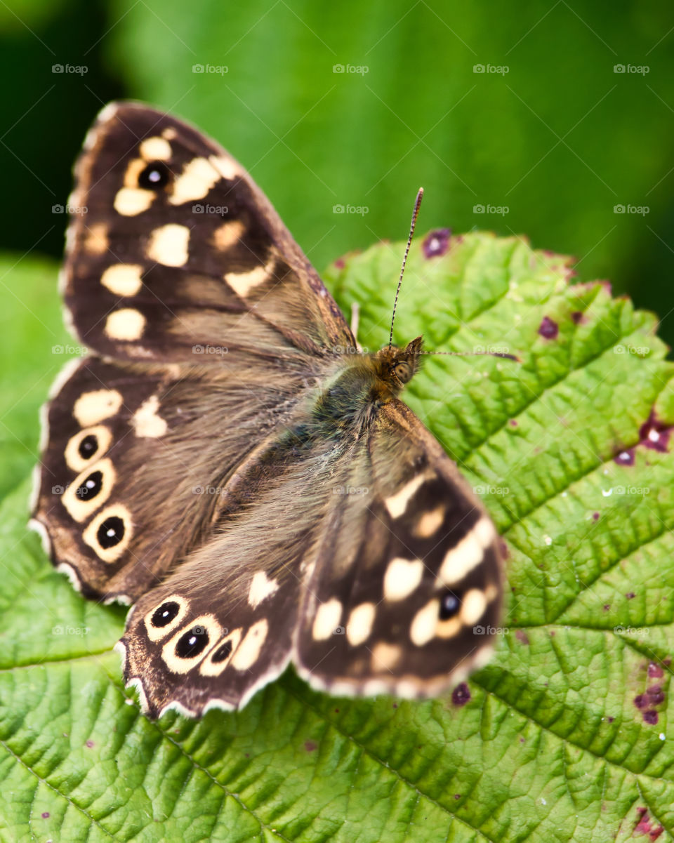 Brown butterfly on autumn leaves