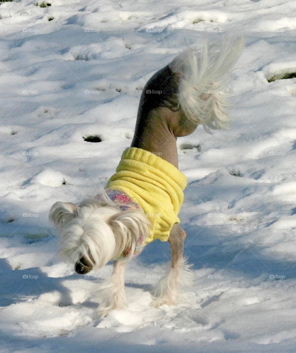 Chinese Crested Hairless walking on its front legs trying to avoid the snow