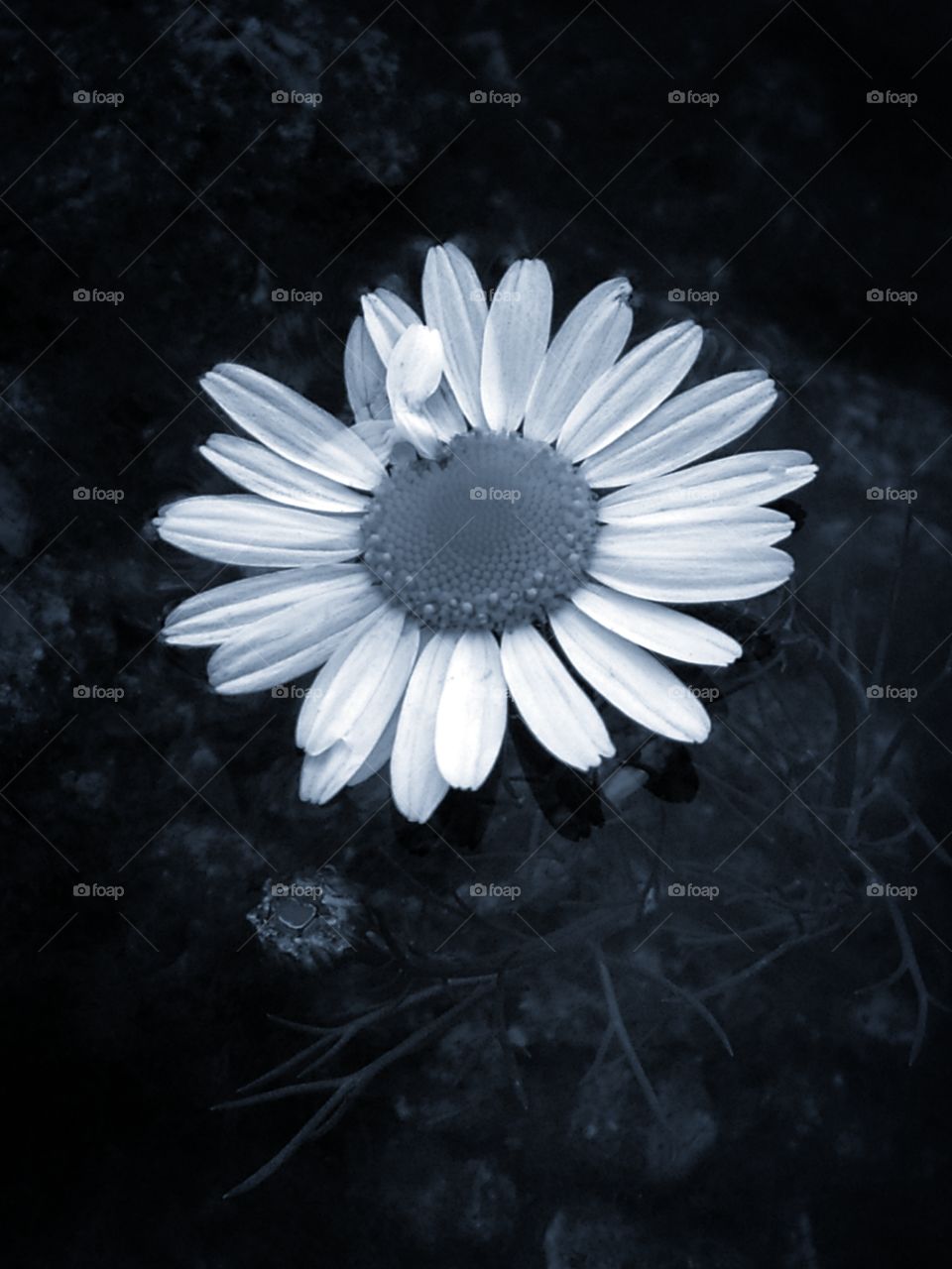 Chamomile in black and white.