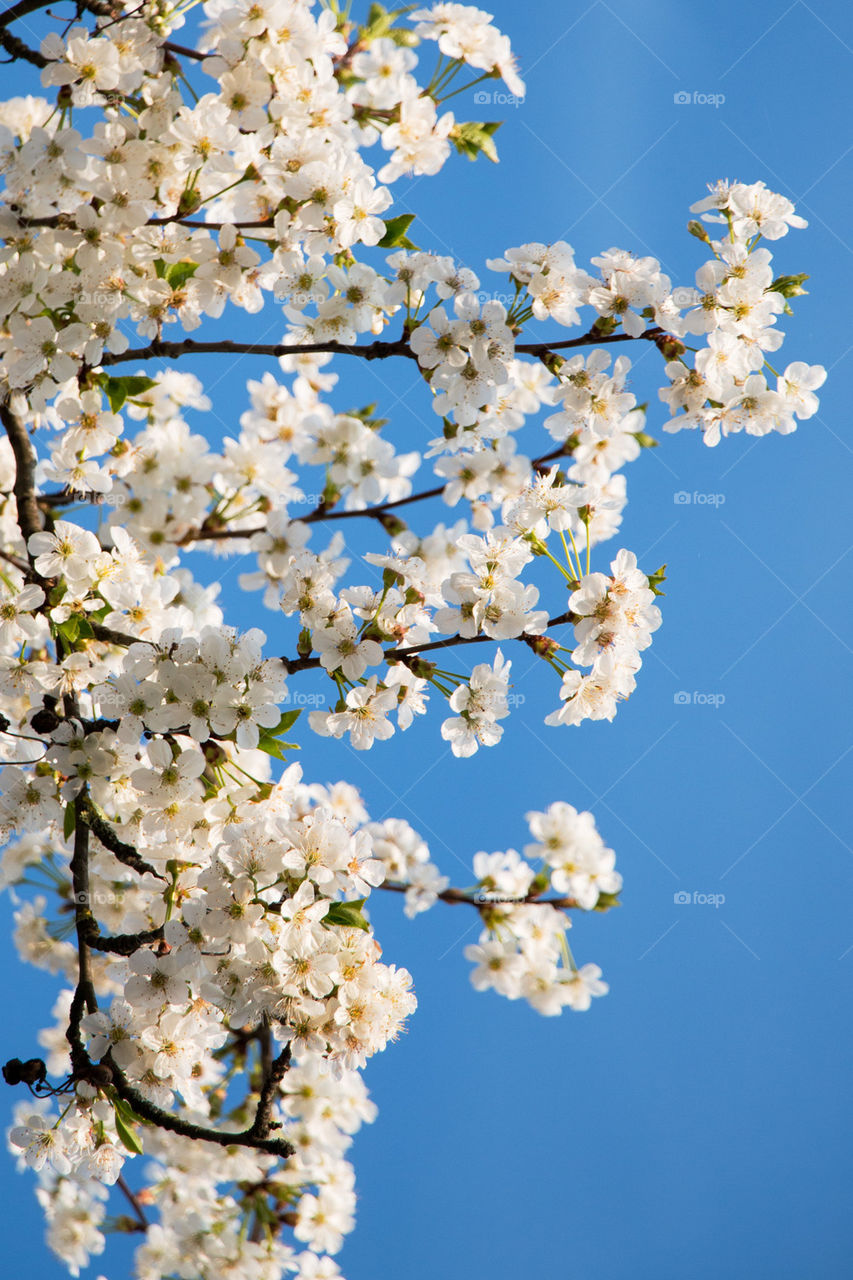 White blossoms