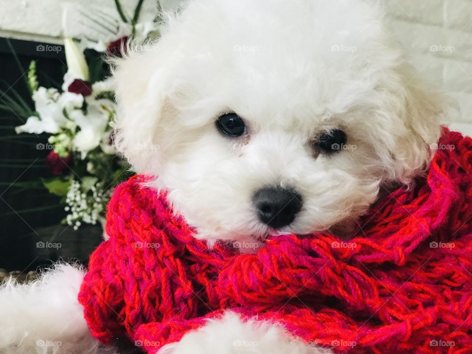 Festive furry white puppy wearing handknit red scarf with rose and lily arrangement in background. 