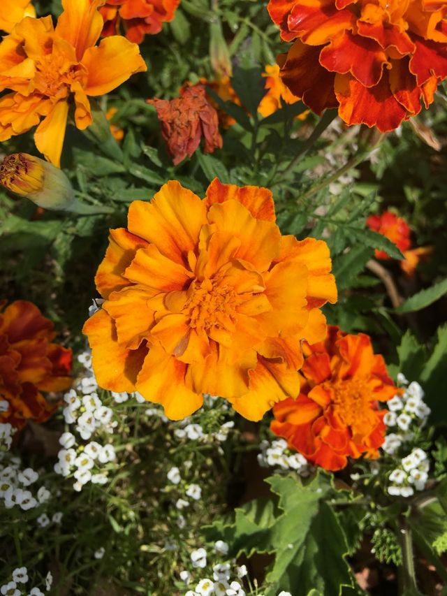 Summer Flowers ~ Beautiful Orange Flower 