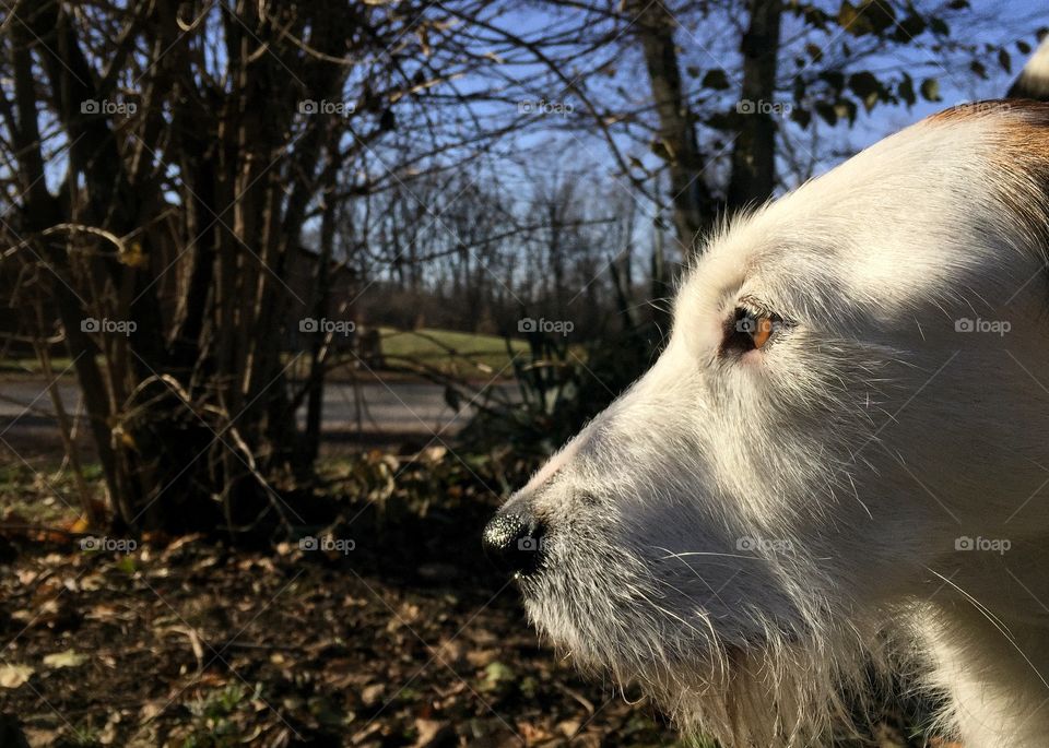 Regal beagle terrier mix