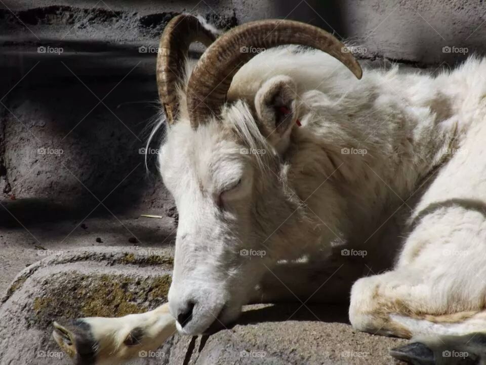 goat sleeping