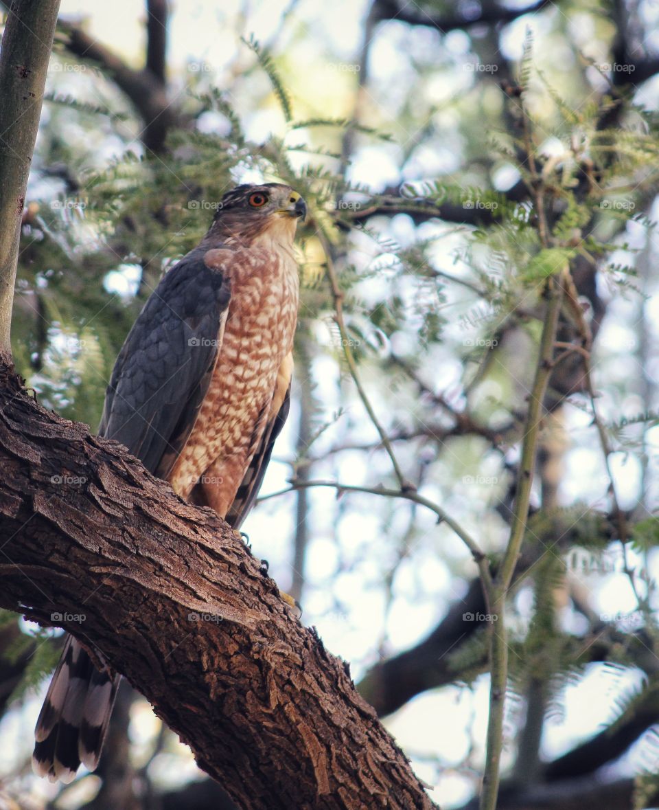 cooper's hawk looking around