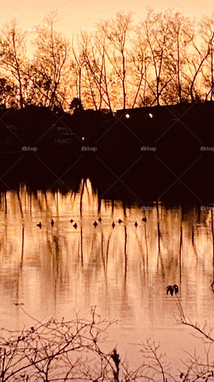 After Sundown During Twilight Landscape with mirrored Reflections of trees, flock of Ducks swimming through reflections of trees and the Golden Twilight Colors.