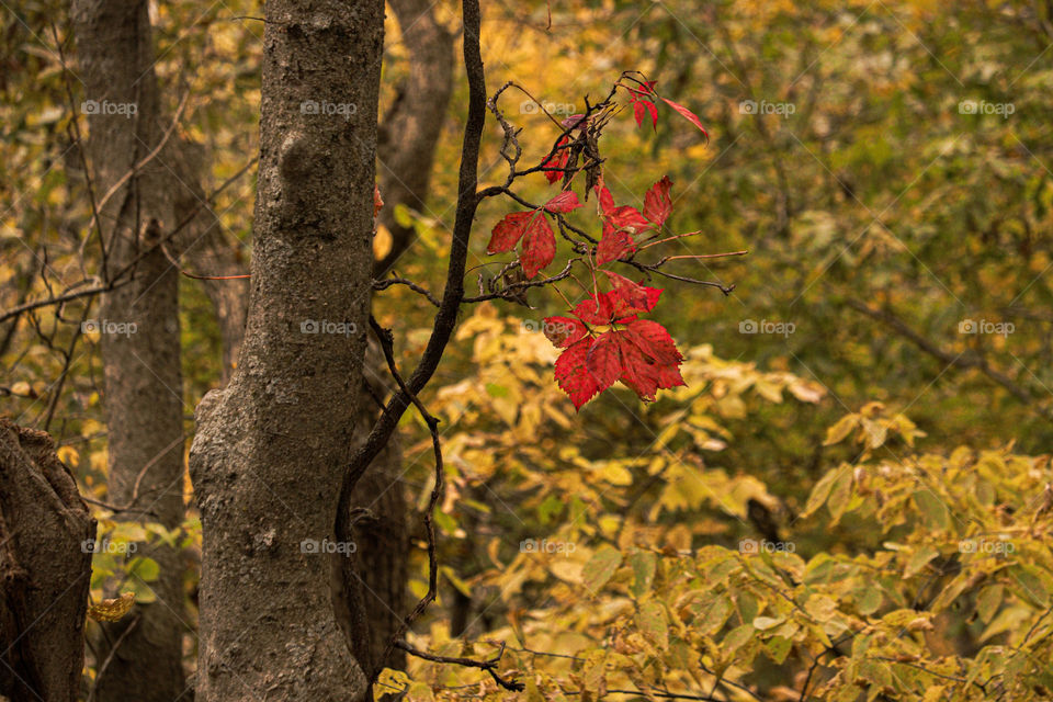 red leaves on a tree