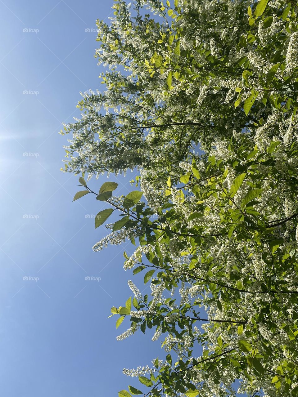 Bird cherry tree at the blue sky and sun 
