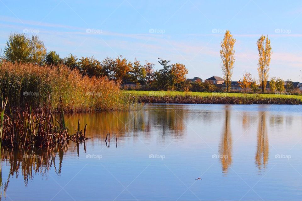 A pond in Somerset