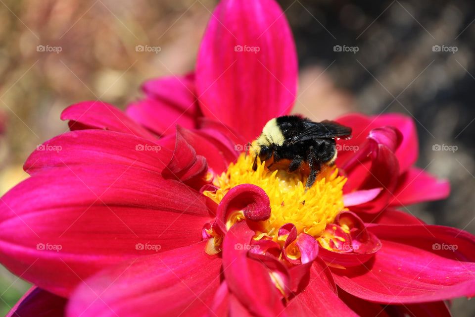 Huge bumblebee drinking nectar from a flower