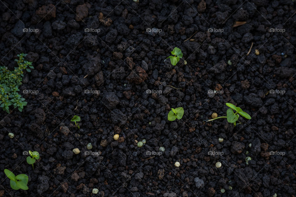 Black gravels with some sprouted green plants 